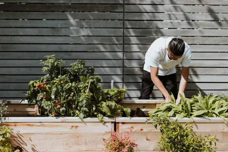 Image of a chef harvesting vegetables from urban garden.